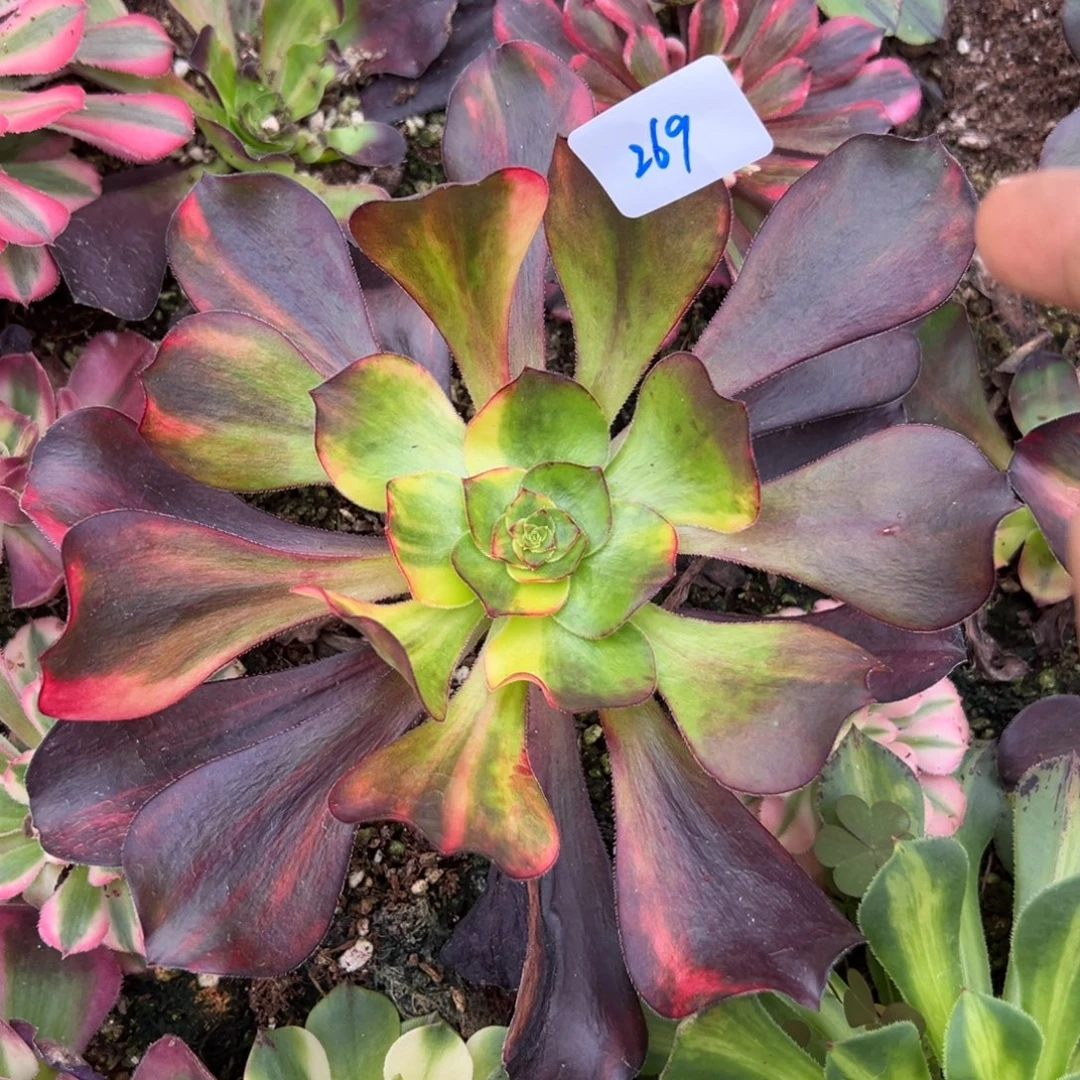 269巫毒七彩多肉植物一