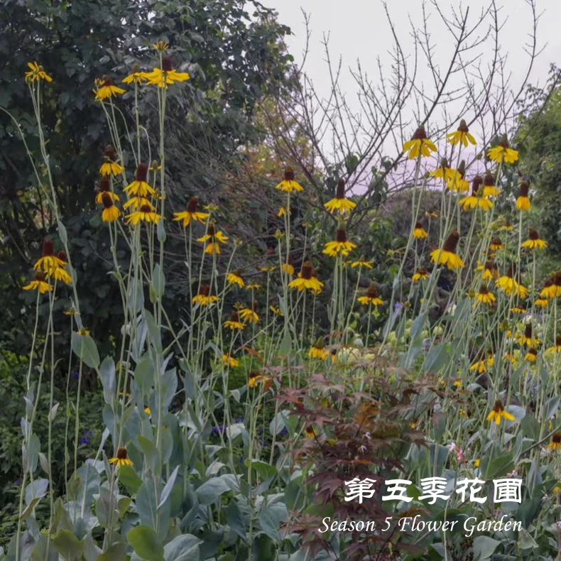 第五季花圃 蒲棒菊 多年生耐寒耐热 夏秋开花植物 庭院盆栽花苗