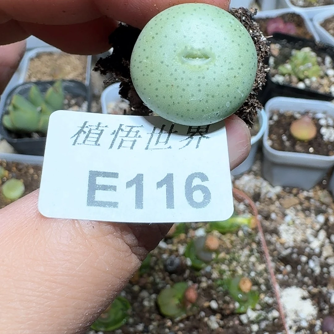 116号多肉植物哇f v