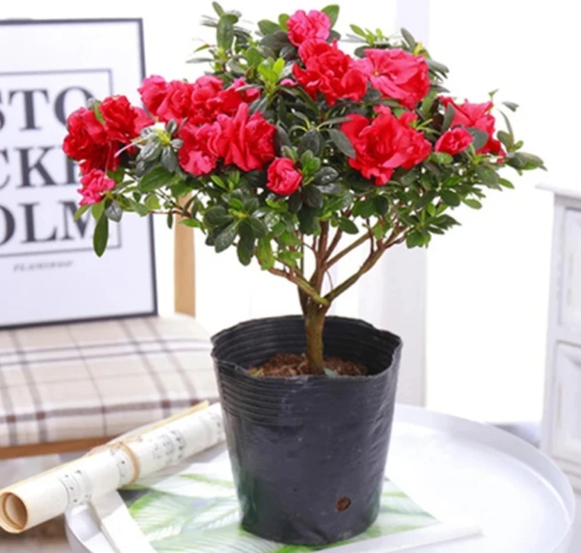 四季杜鹃花盆栽带花苞大棵杨梅红杜鹃老桩好养花卉植物