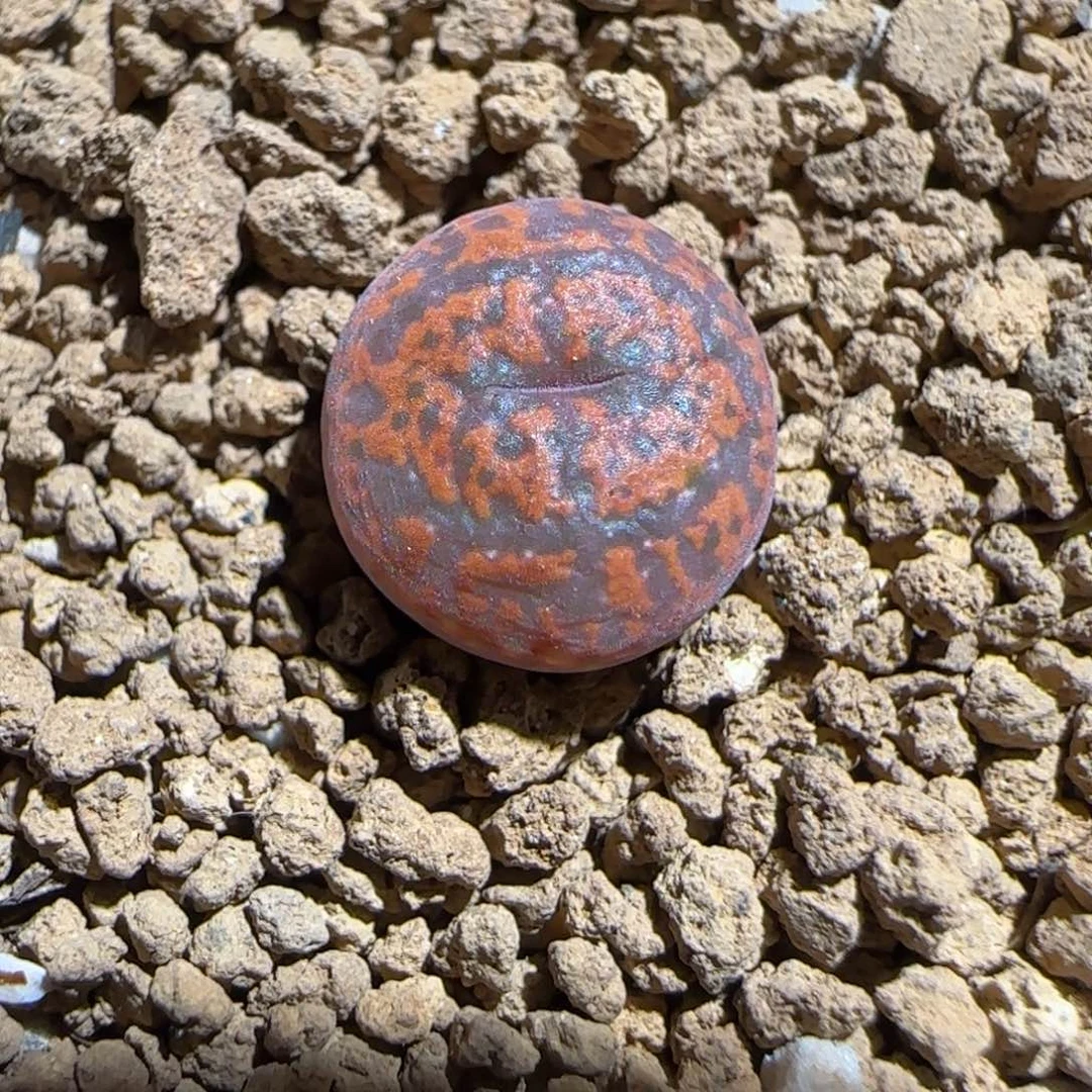 肉锥多肉植物组合-ap正红色酒红勋章550