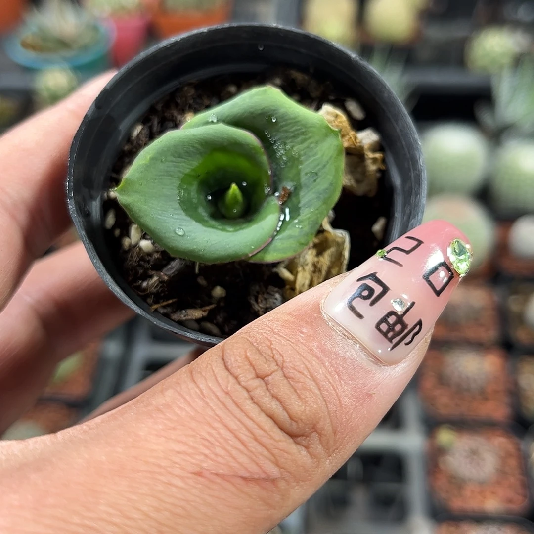 艳镜单头发货单头