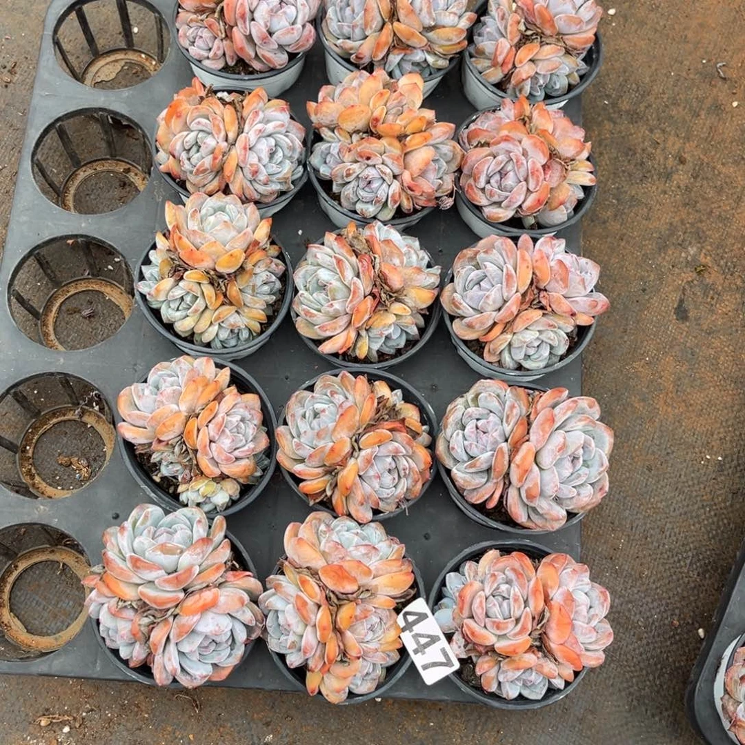 馨***悦447号新疆西藏内蒙古不包邮的