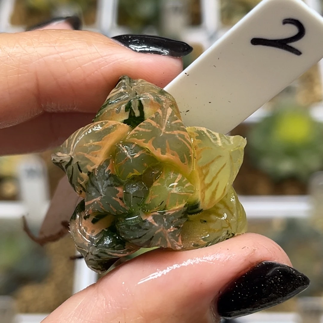 2糊斑趋势龙爪玉露锦（脱土发）福利专场