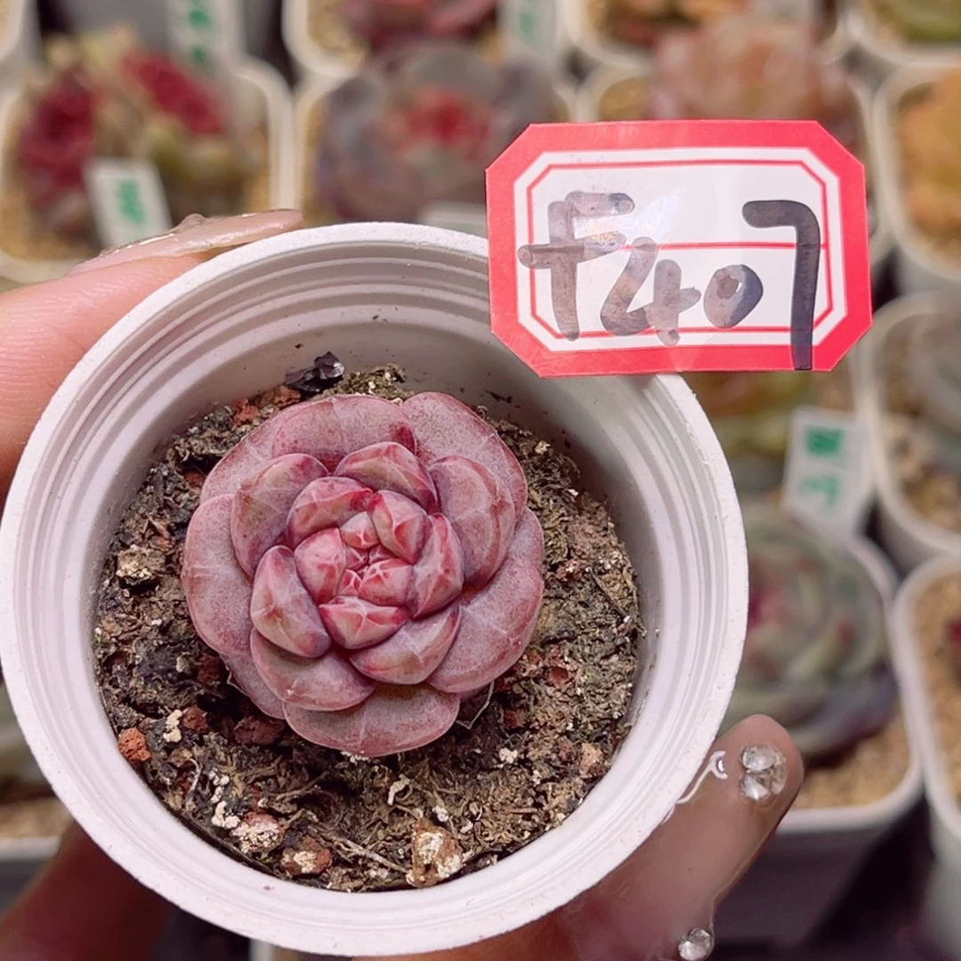 小**果F407 黑珍珠一物一拍