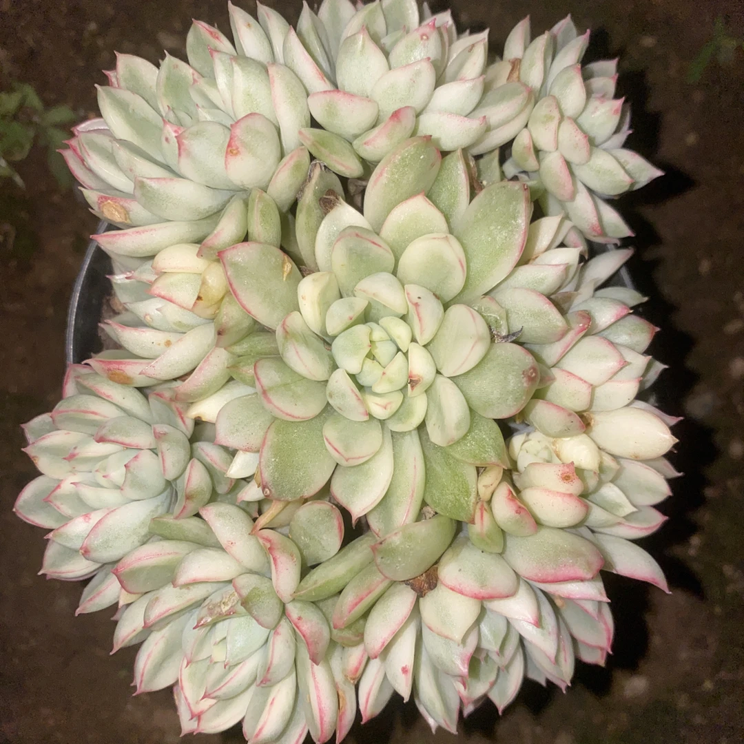 『女雏锦』多肉植物盆栽 全店满15包邮