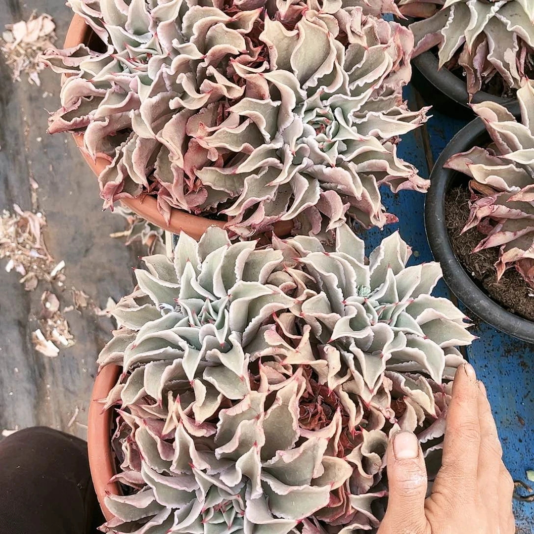 初饺子皮2颗38.88多肉植物