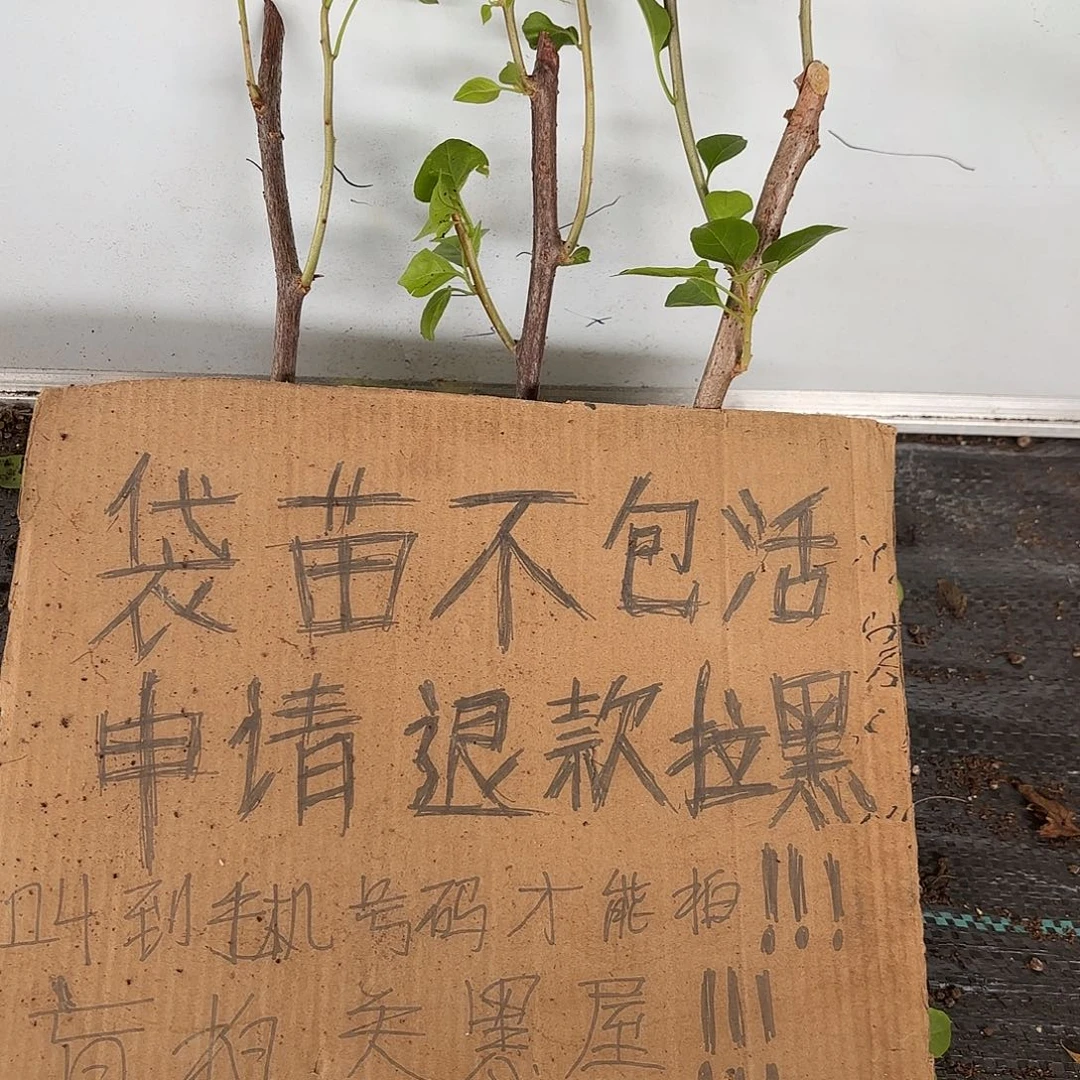 萌***纸当前无花栽培后可以开花袋苗盲盒三颗