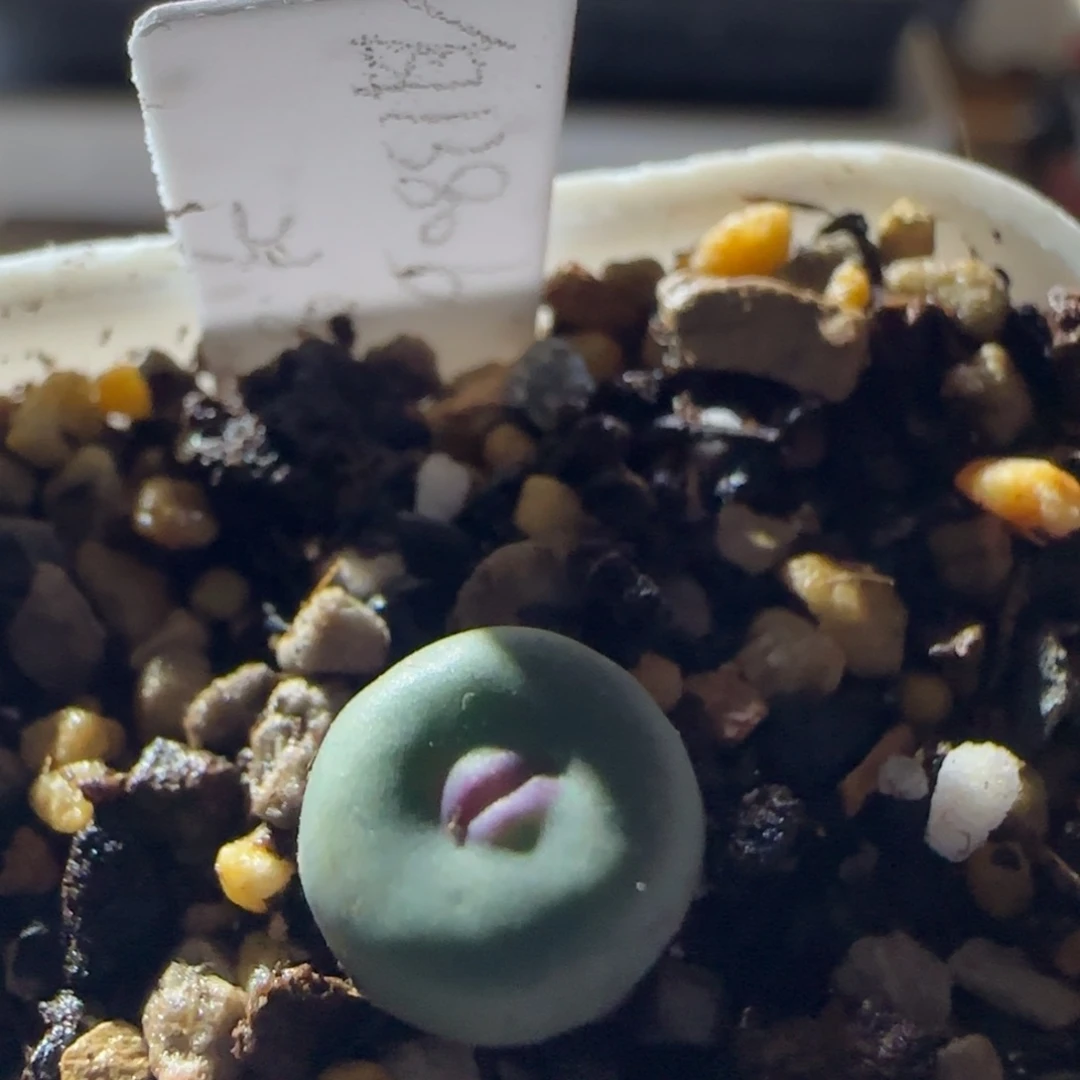 优选1380b。    1cm