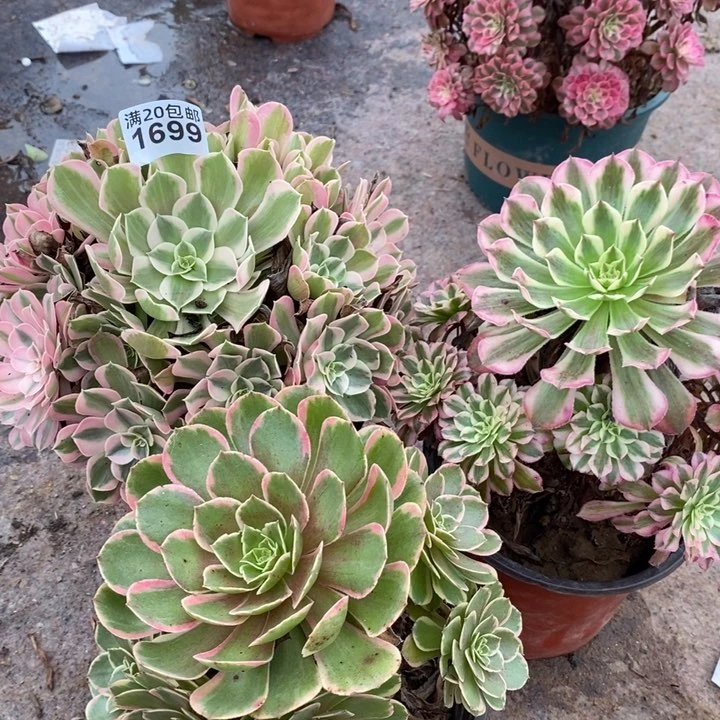 1699 三颗法师多肉