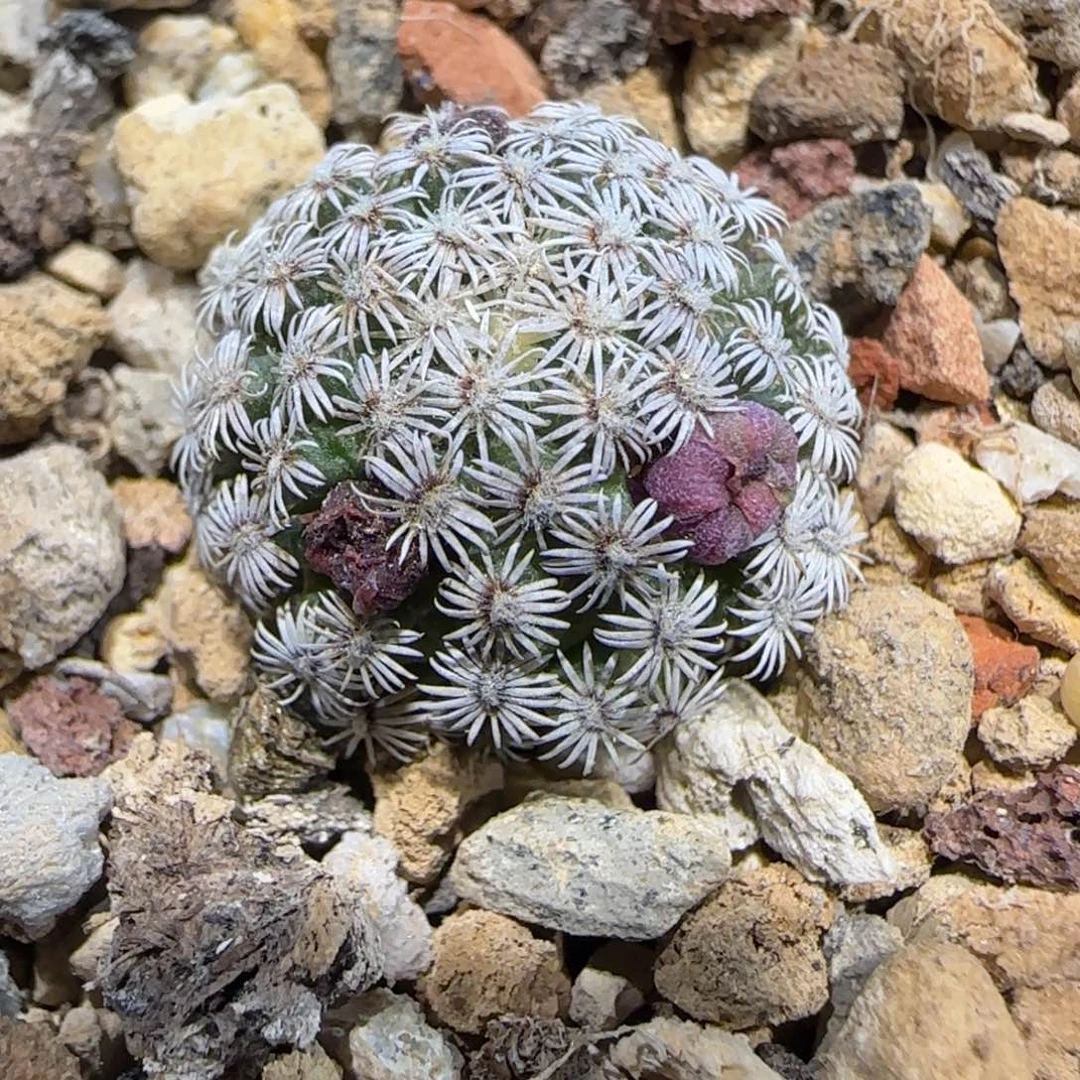 09实生克氏丸多肉2厘米