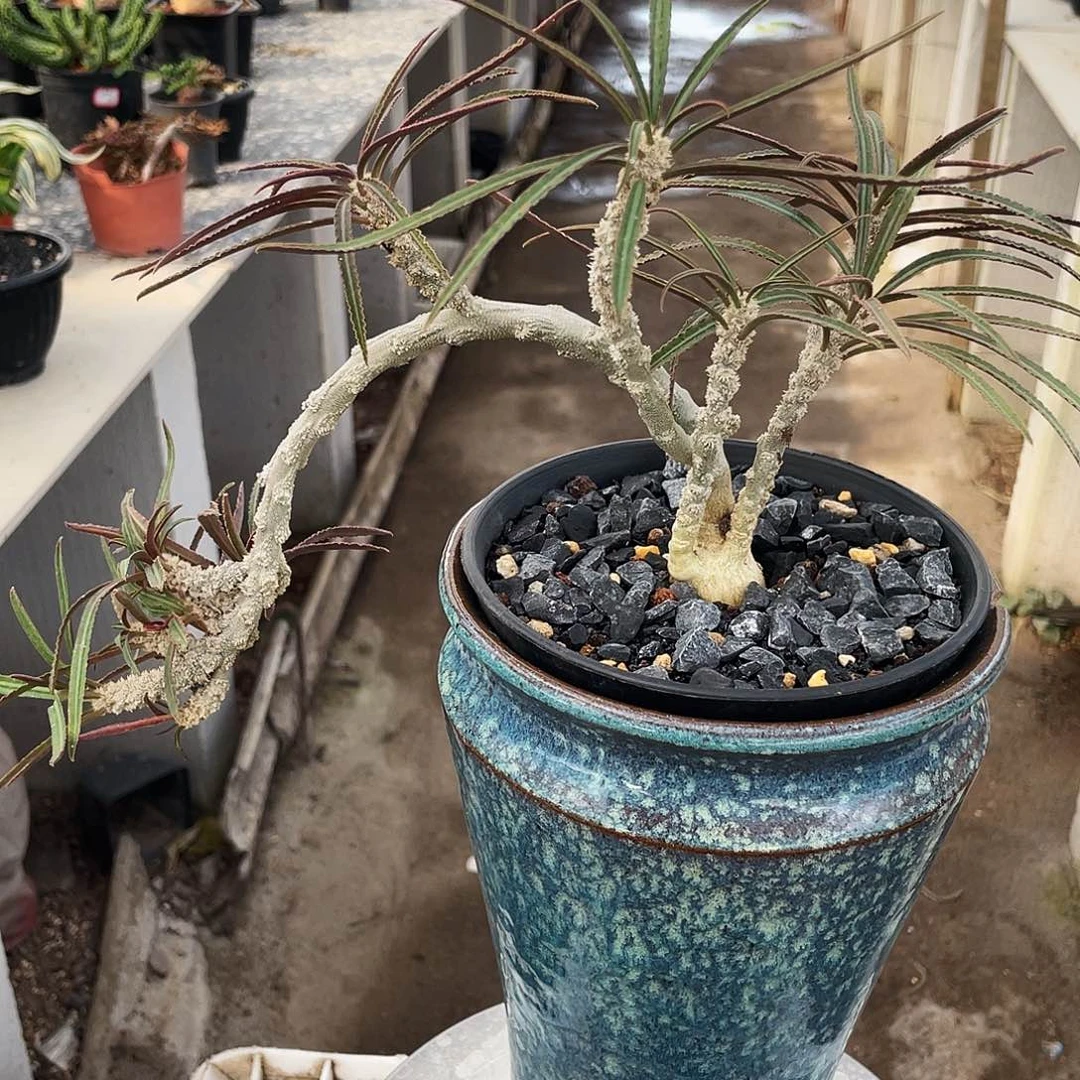 瓦莲老庄 万象盆发