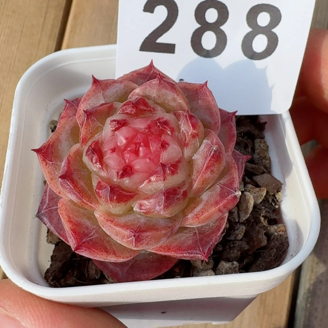 冻唇蜜         精品多肉