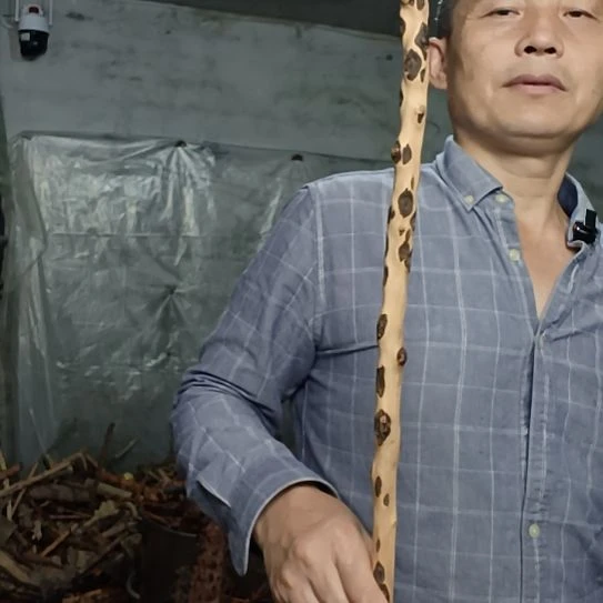 冷***冽稳定木高山 檬子木文玩料