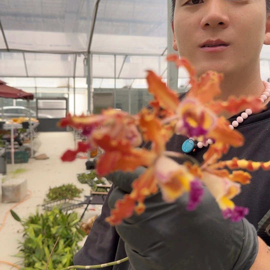 当前无花栽培后可以开花 克里斯汀 裸根 一份