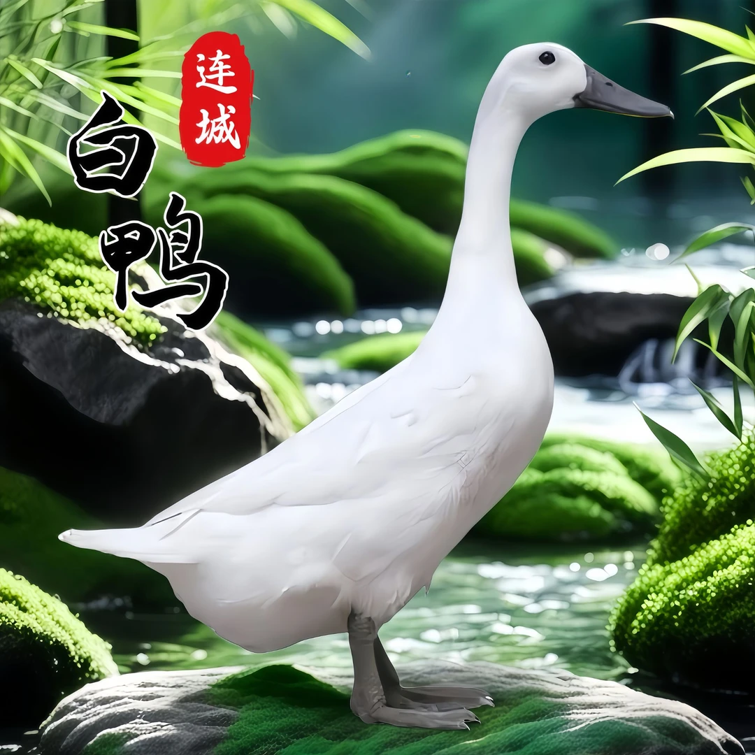 【闽耀】 连城白鸭 1只装 净含量800克