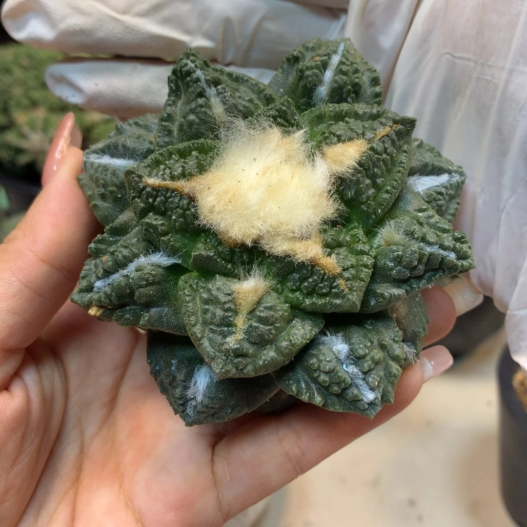 23号  苗接志贺龟甲岩牡丹8公分 无根