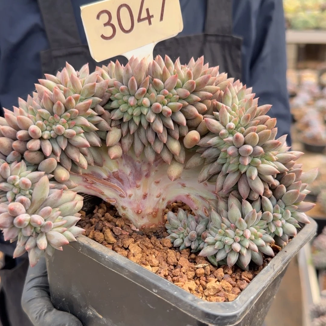 3047。    红蜻蜓缀有切