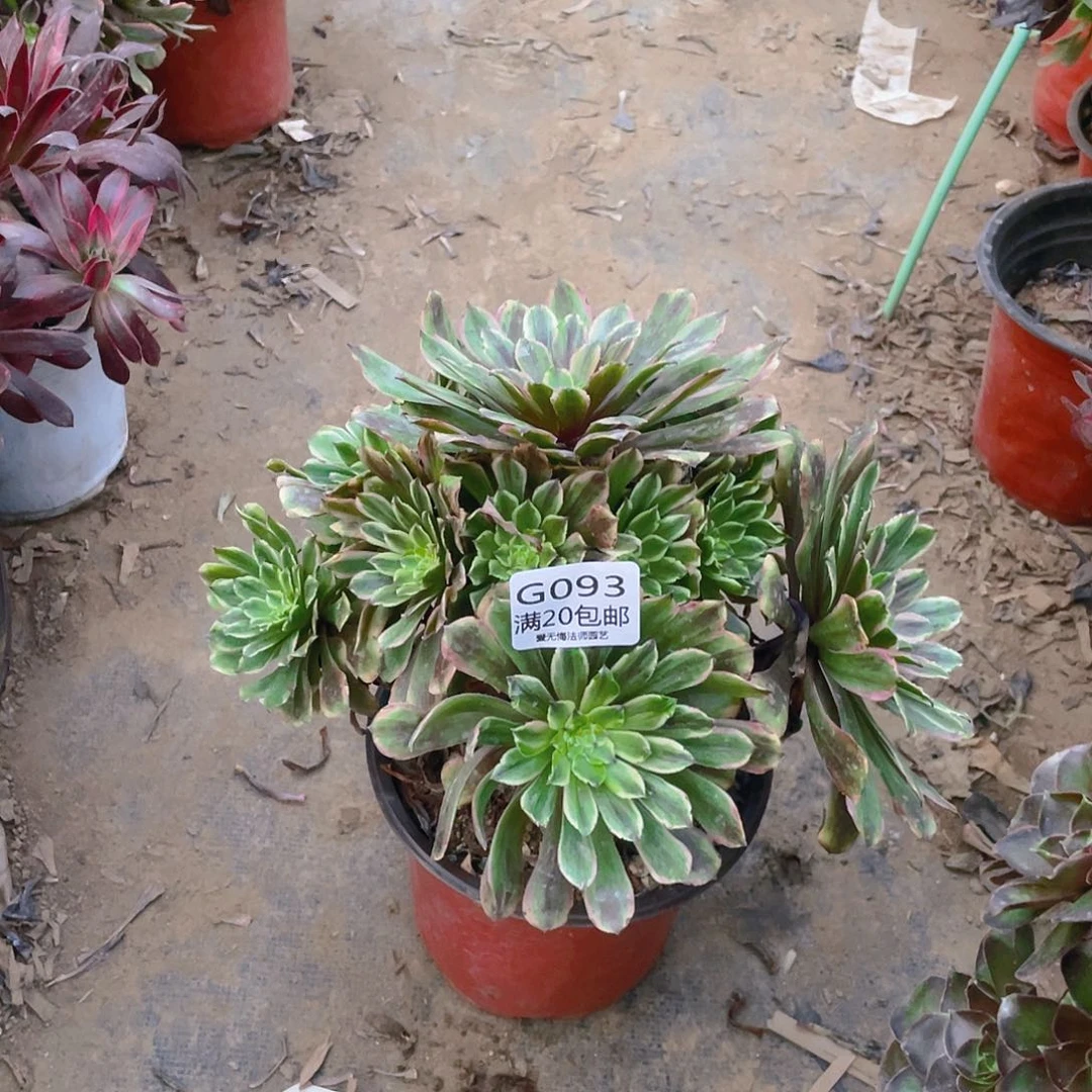 93粉黛多肉小损不包