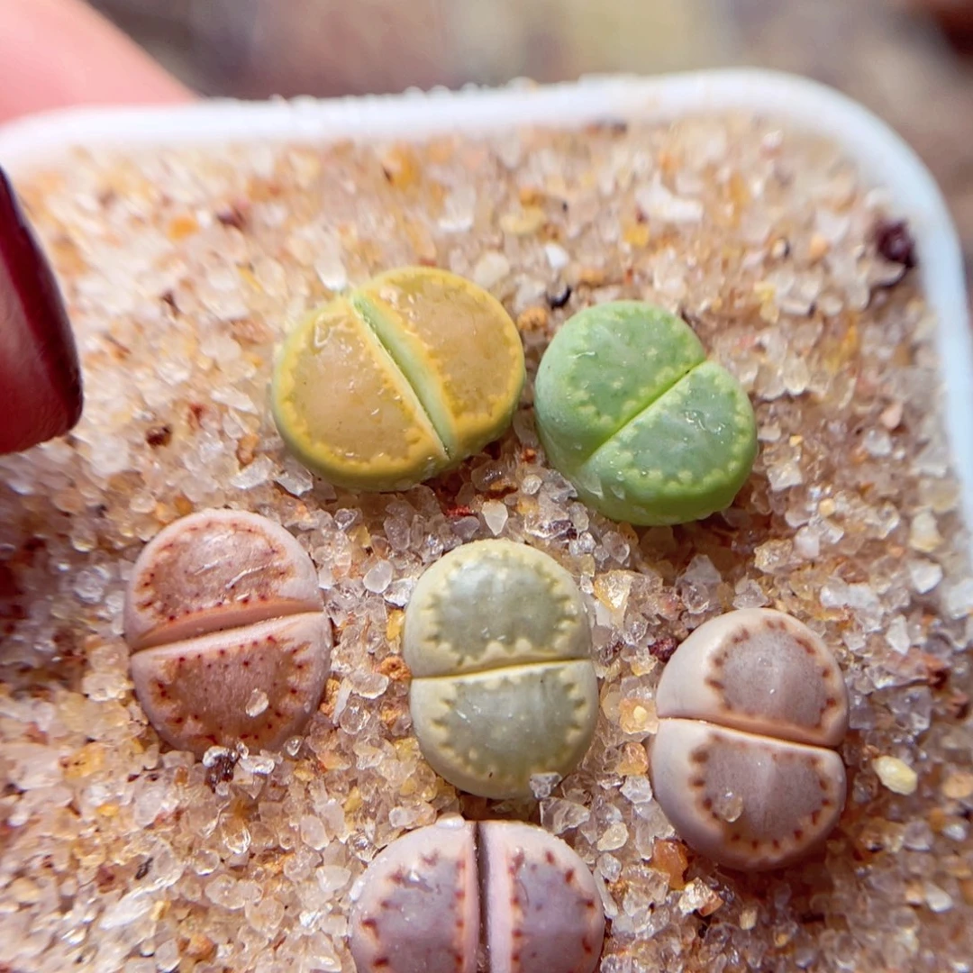 119好带盆盆包邮发货