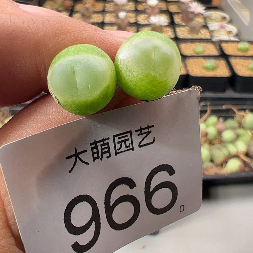 一物一拍。         966