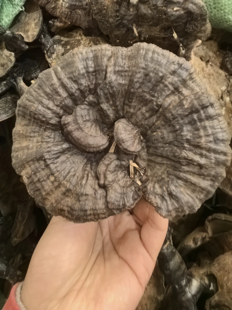 广西深山野生紫灵芝纯野生山货紫芝菇大朵7公分以上