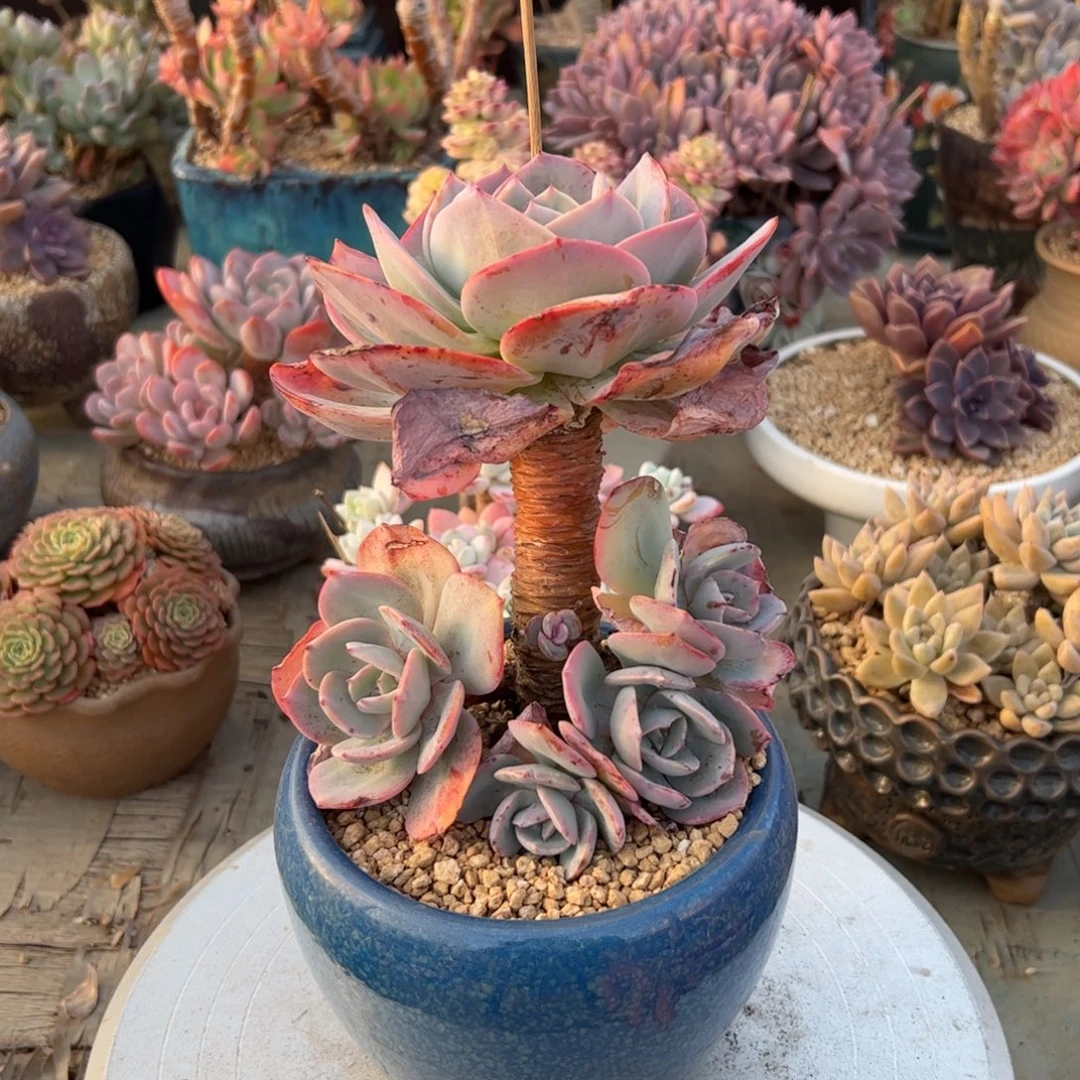 白凤18 零零多肉植物