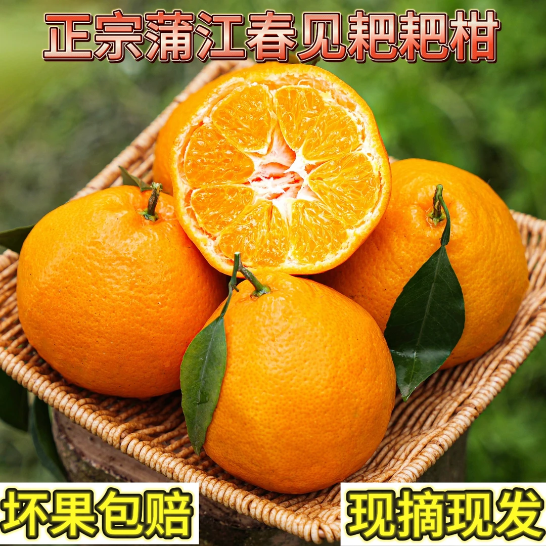四川春见耙耙柑柑橘新鲜多汁爽口细腻自家果园自然成熟当季水果