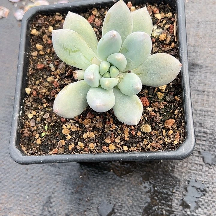 【闪购商品】胖体哥特多肉植物