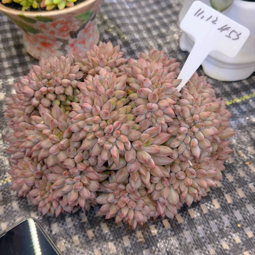 花***落一物一拍虞美人453