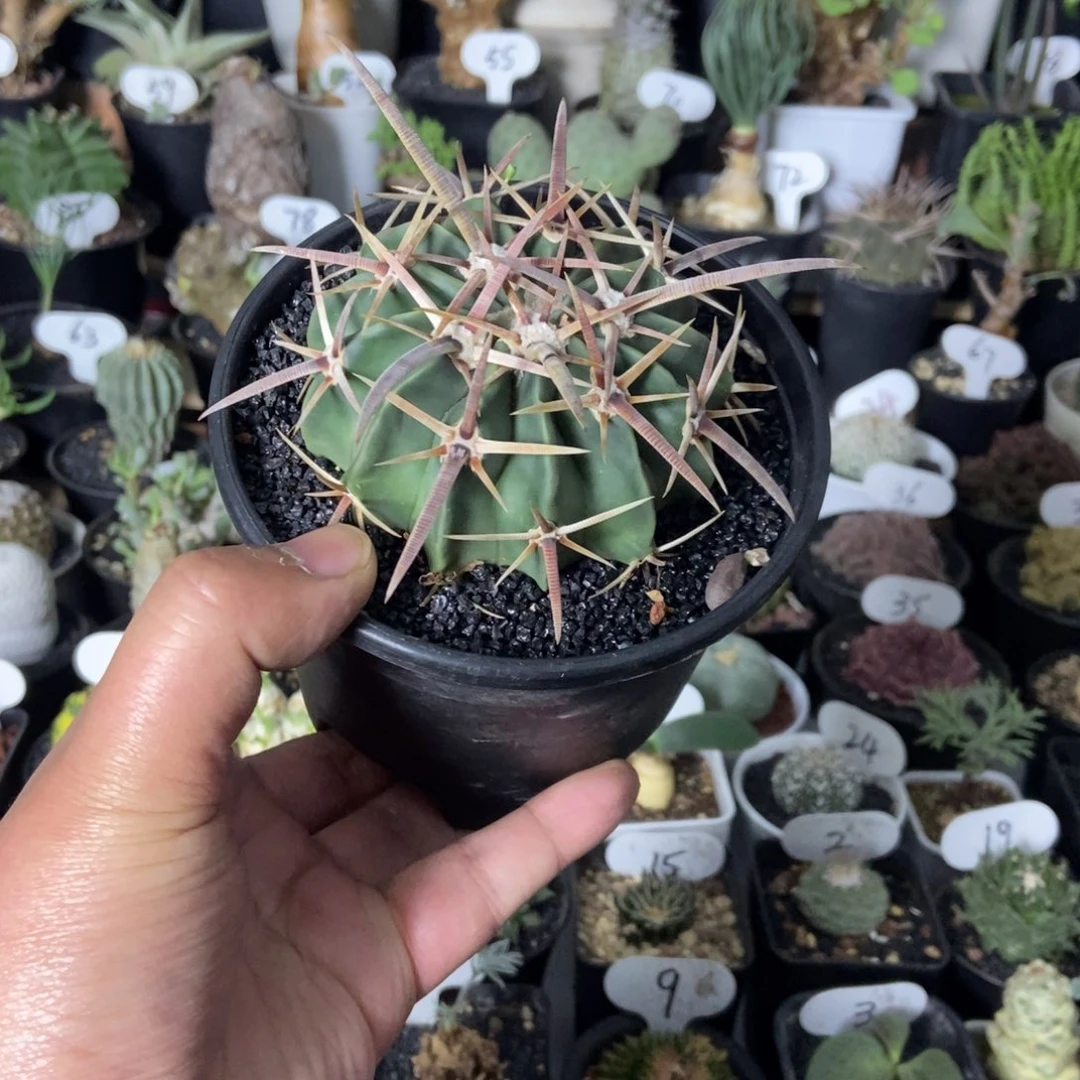 剑刺凌波一物一拍