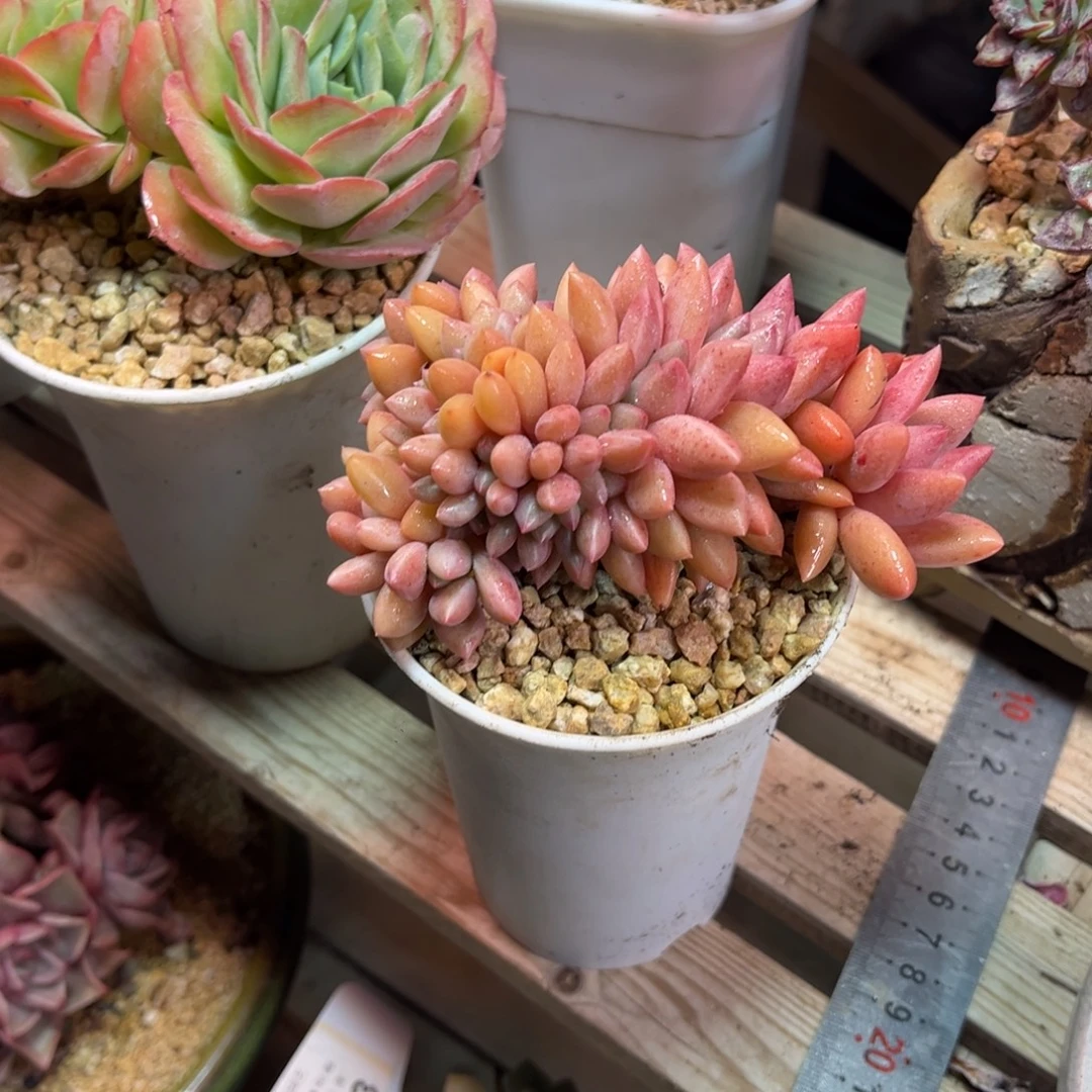桃花源缀多肉植物rujinb