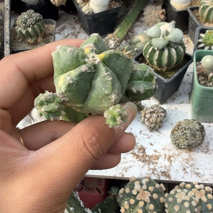 鸾凤玉超人气0390