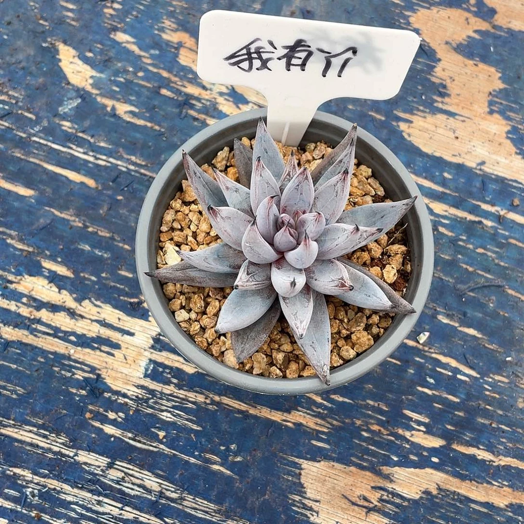 多肉我有Yi魔爪魔爪