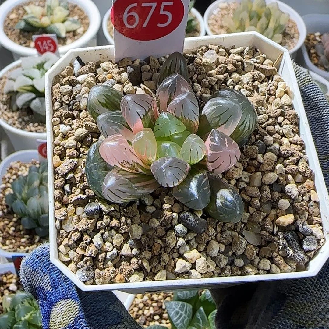 675号非组冰灯玉露锦 4.5 繁殖 7厘米左右一物一拍带盆发货