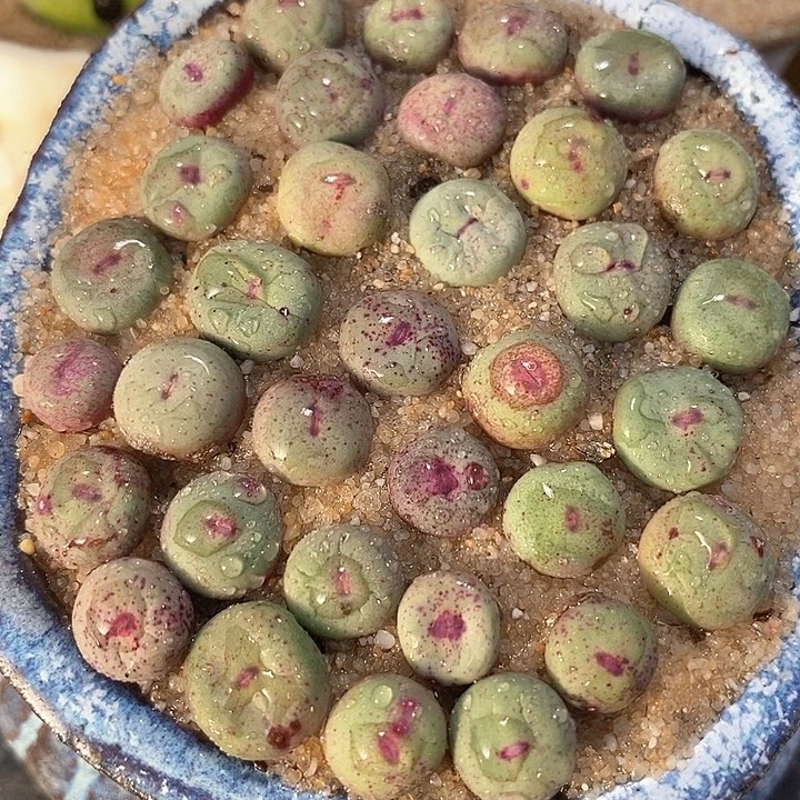 单头429小红嘴一颗
