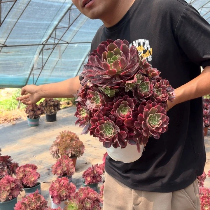 精品金丝雀好看好养