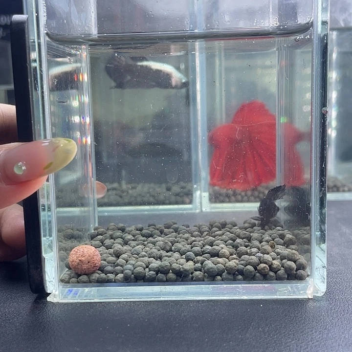 斗鱼35号916晚暗黑