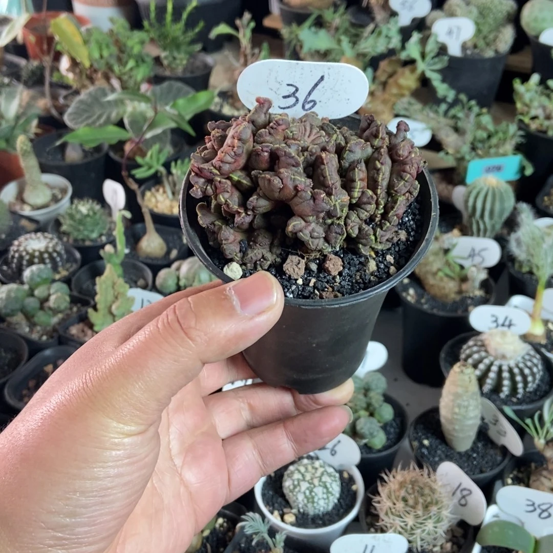 高砂石化一物一拍