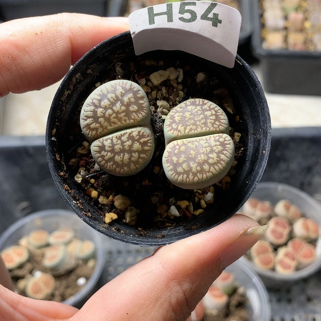 瓶**鱼H54多肉植物保护