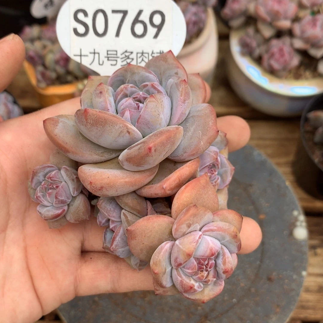 岁**好S0769 岁月静好 专拍突尼斯