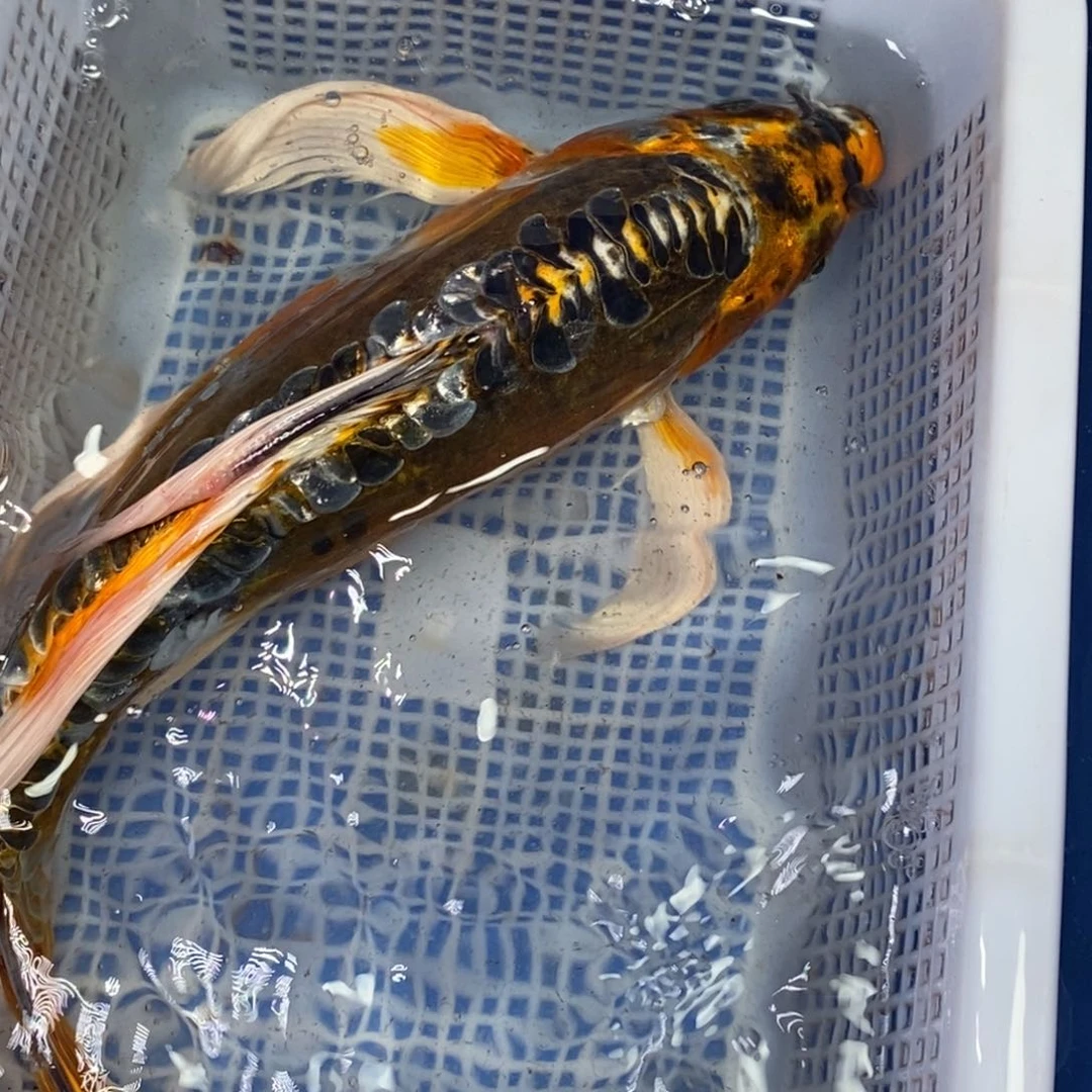 锦鲤冷水锦鲤包邮