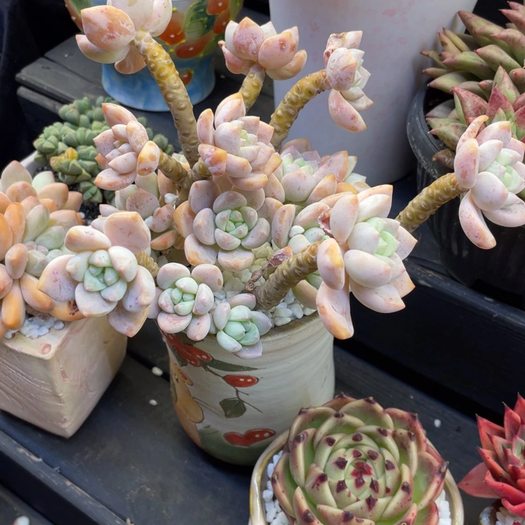 多肉植物盆栽多肉