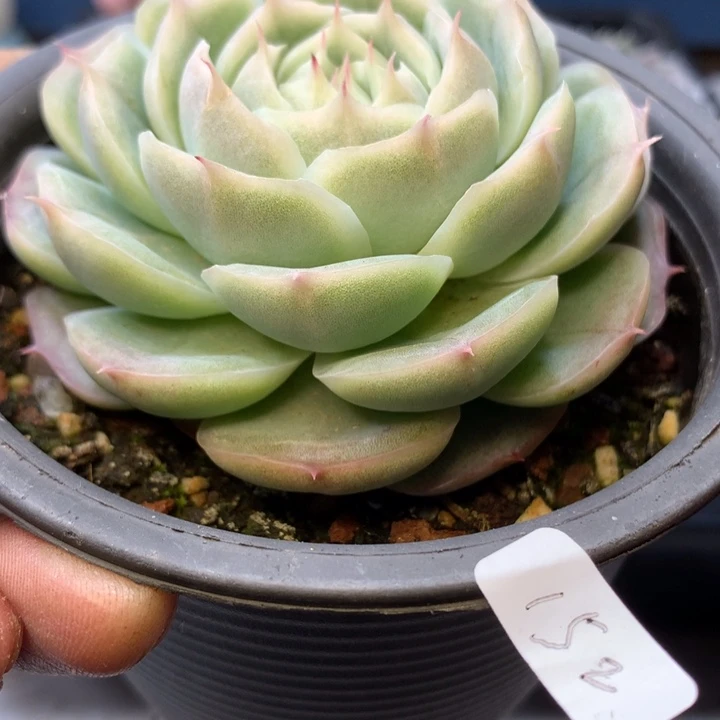 和152一样的冰玉杂女王