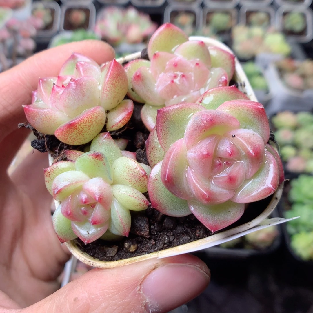 无花朵D28uyyyyyyy