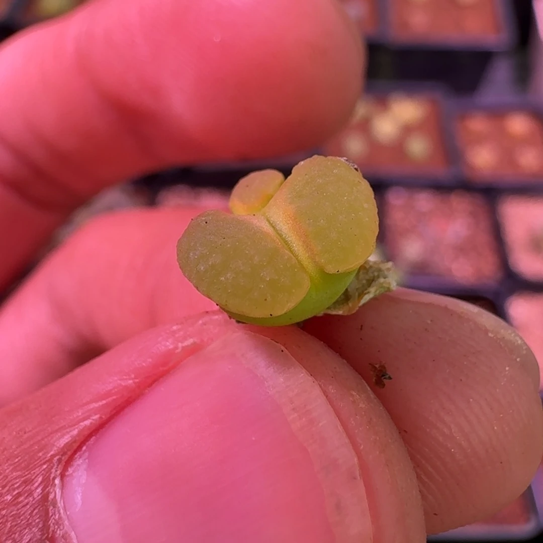 W****?云缦精品番杏15.43