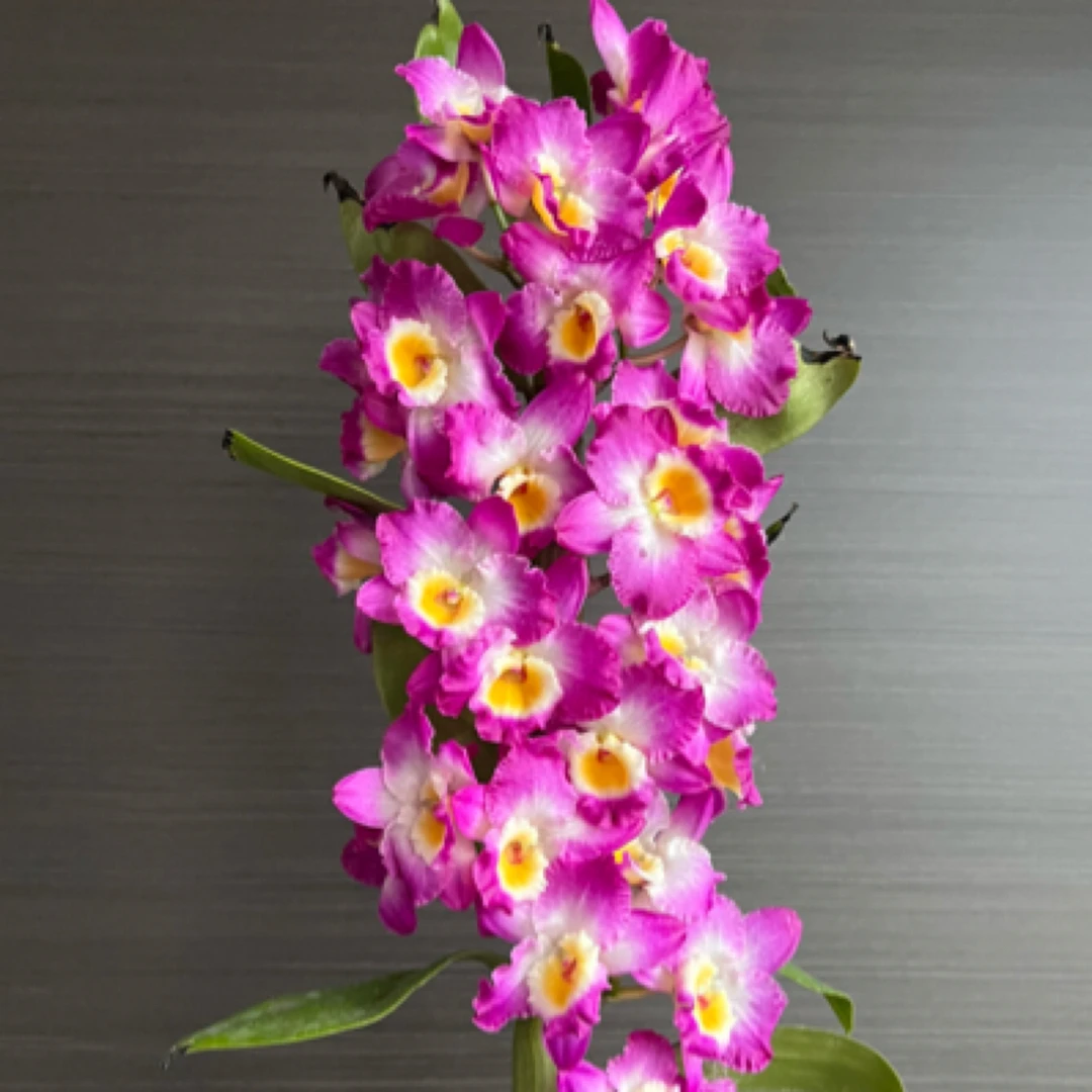 春石斛 《蓝莓》精致粉紫黄心爆花好养花期长