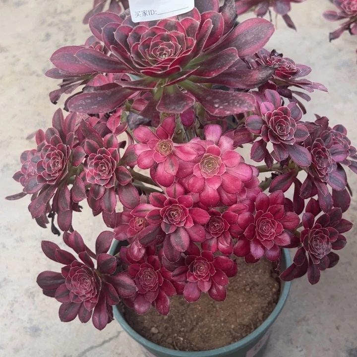 531冰激凌30厘米半木质