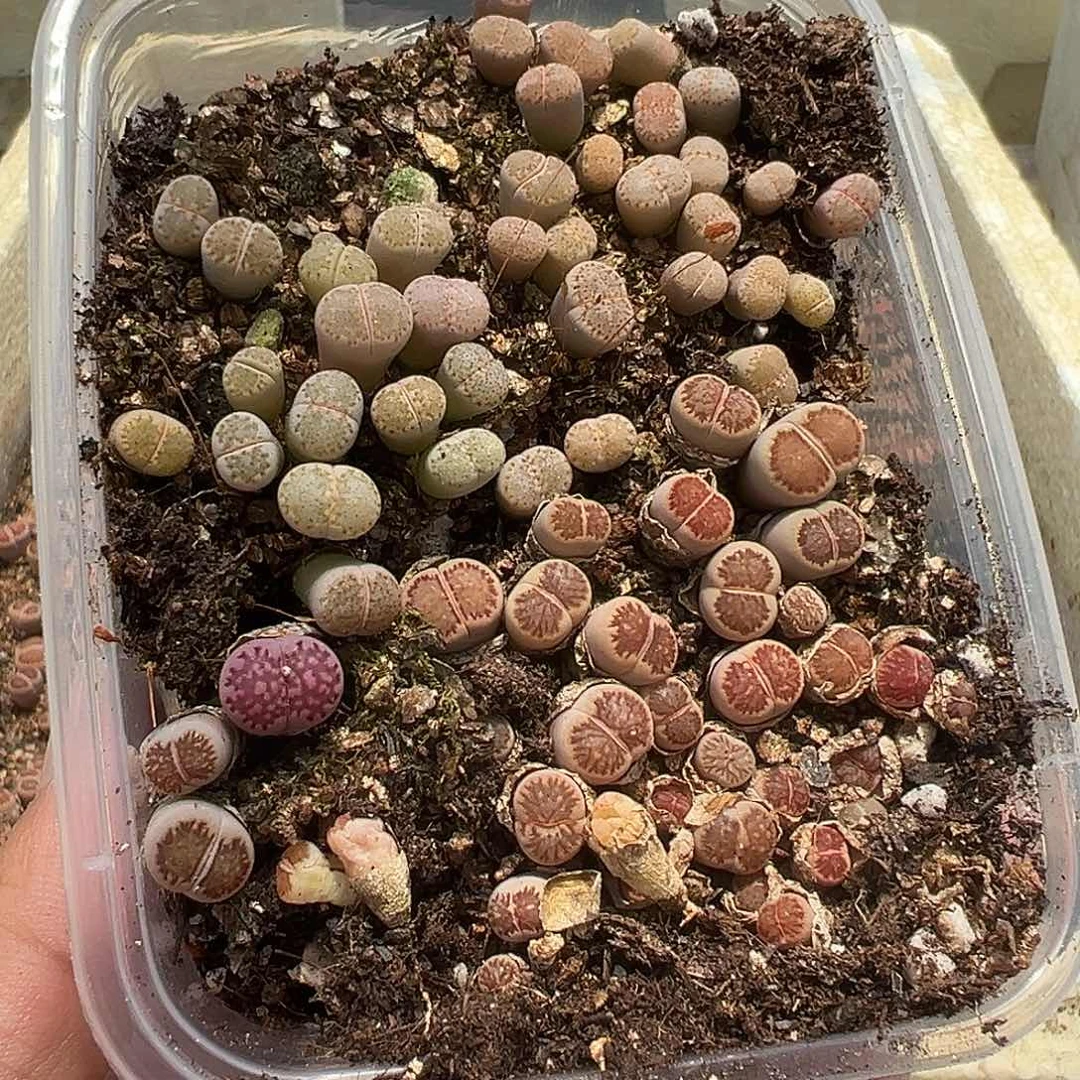 2154小饼干小美菊福利