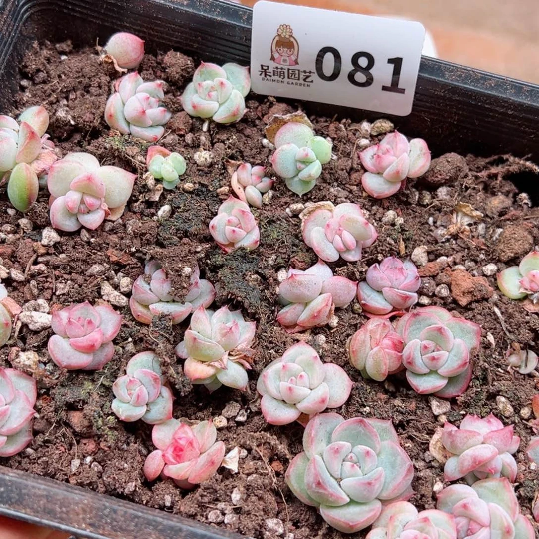 ?***夏多肉植物多肉植物